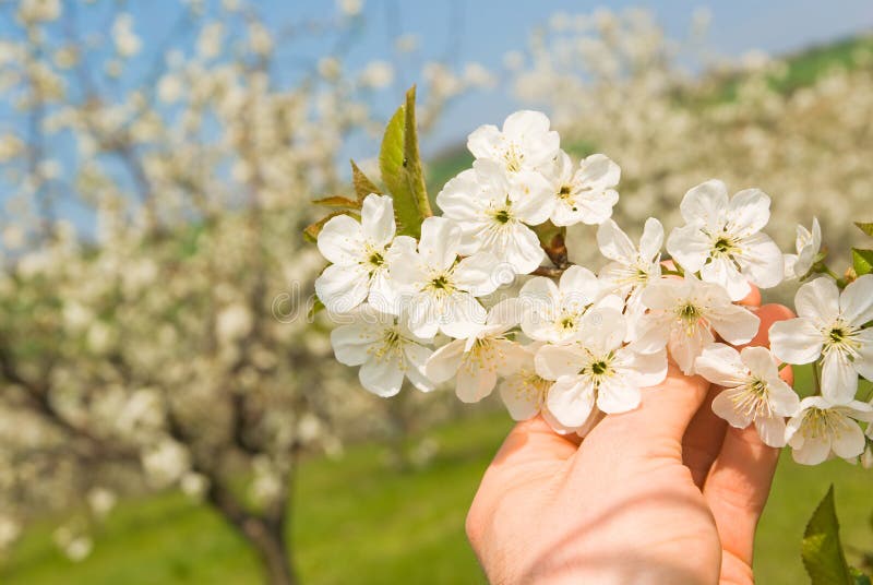 Agriculture work in spring cherry orchard, blossoms viewed by farmer, background. Tree landcsape stock images, royalty-free photos and pictures