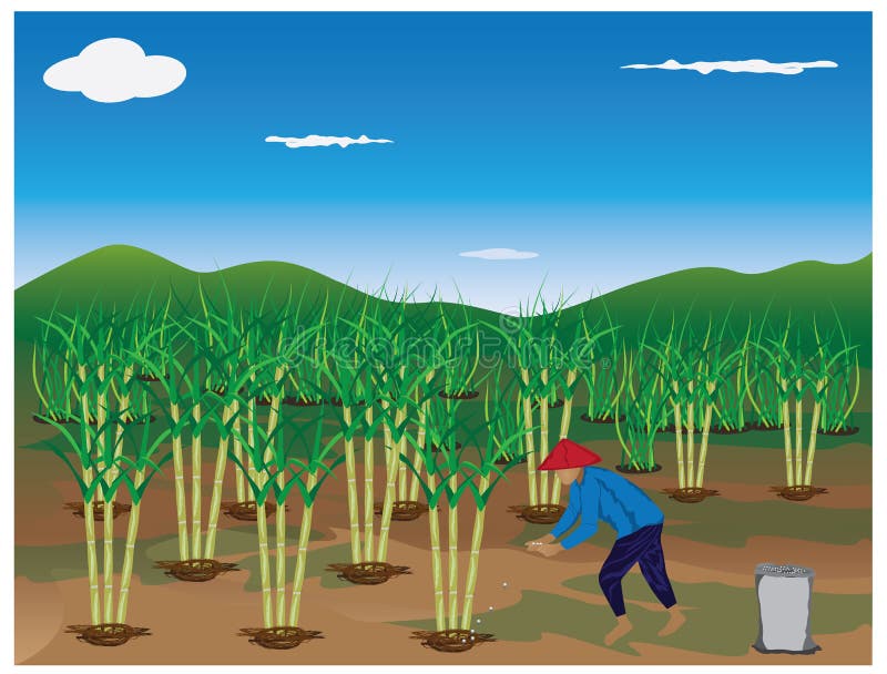 Agriculturist Fertilizer Cane Plant Stock Illustration Illustration