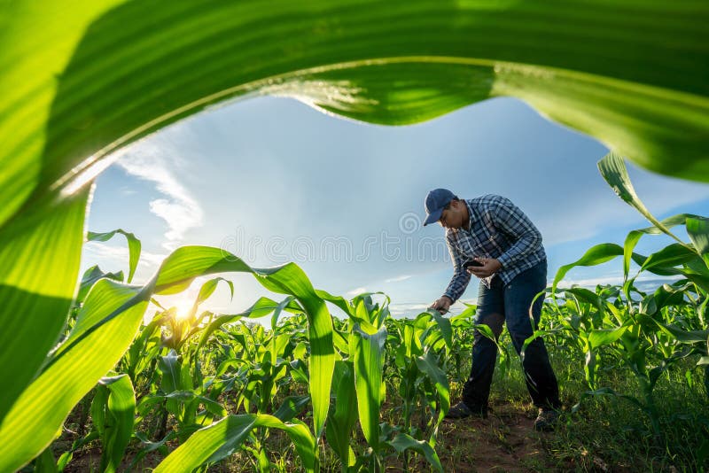 Agriculturist utilize the core data network in the Internet from the mobile to validate growing corn farming in field. test and stock photography