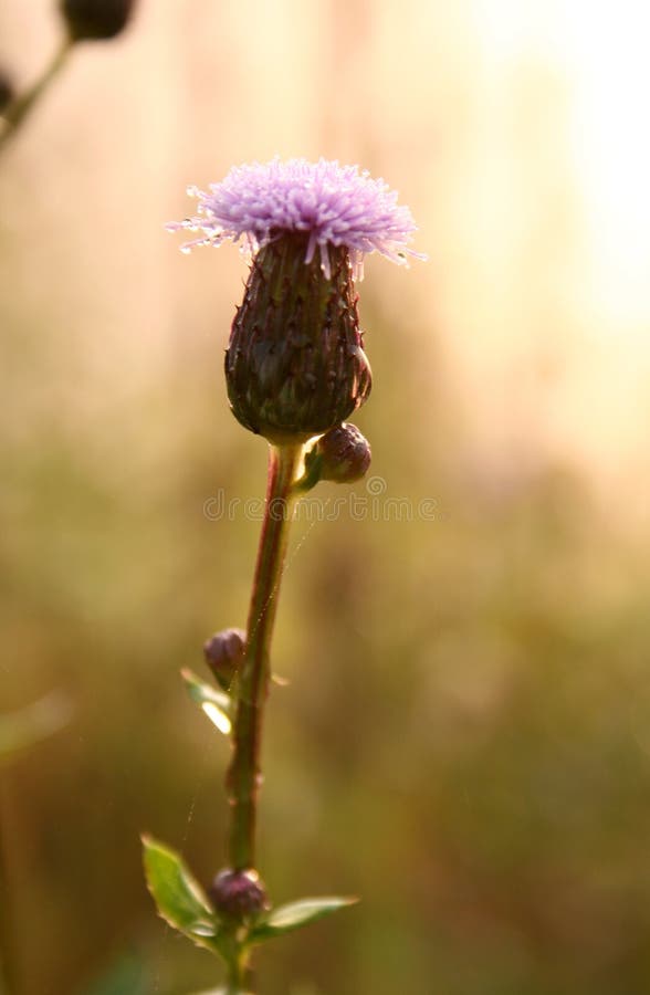 Agrimony