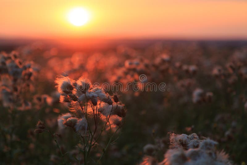 Agrimony and meadow flowers on a background of colorful sunset royalty free stock image Agrimony and meadow flowers on a background of colorful sunset royalty free stock image