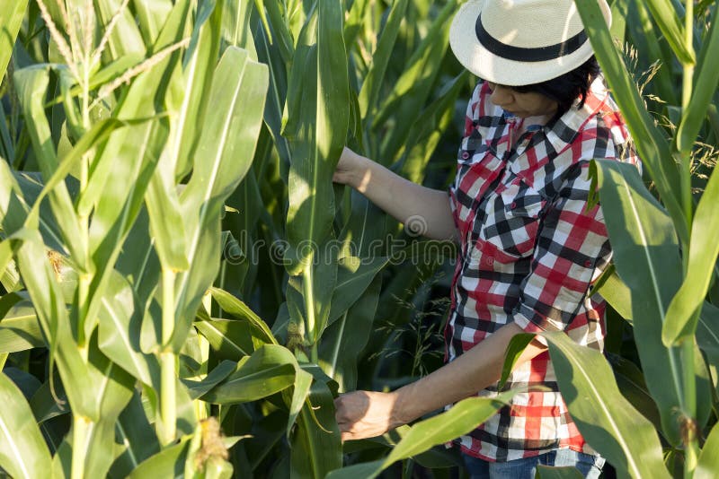 Agronom, rolnik, egzamininuje ilość kukurudza obraz stock Agronom, rolnik, egzamininuje ilość kukurudza obraz stock