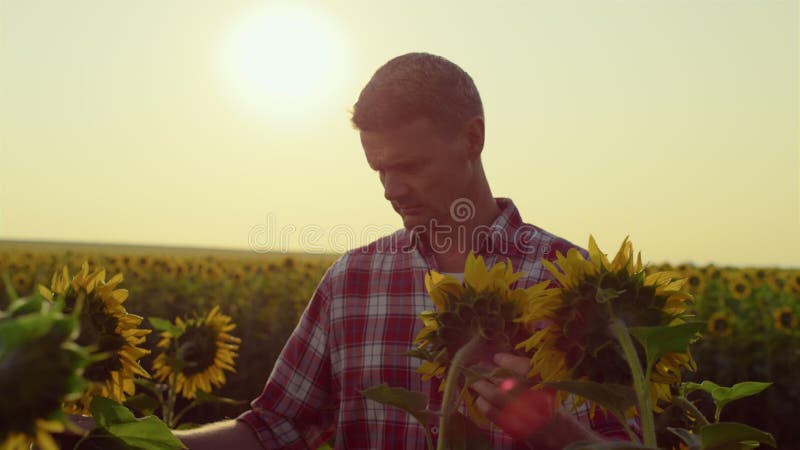 Agronom verifică recolta de floarea-soarelui la lumina soarelui auriu. plante tactile prioritare stock video