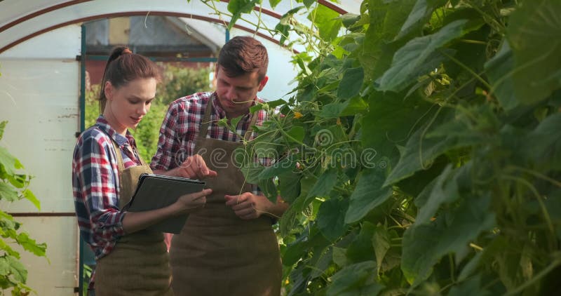 Agronomen Frau und Mann mit Tablettenfunktion im Gewächshaus mit Gurken.