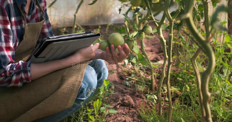 Agronomenfrau leitet die Inspektion von Tomaten und Indikatoren Tablette ein.