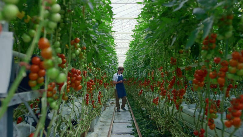 Agronomische Erforschung von Tomaten/Paradeisern landwirtschaftliche Erzeugung zur Verbesserung der Produktion