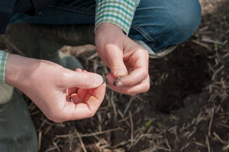 Agronomist Checks the Quality of Seed of Sugar Beet Stock Photo Image
