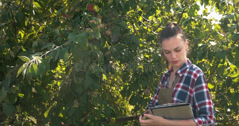 Agronomist Frau führt Inspektion von Apfelbaum und setzt Indikator in Tablette.