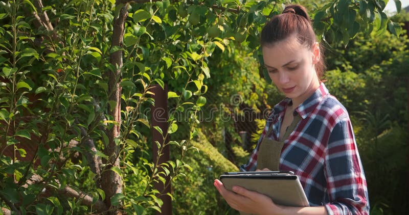 Agronomist frau führt inspektion von birne baum und setzt indikatoren in tablette.