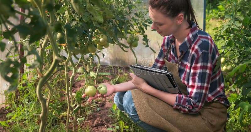 Agronomist Frau führt Inspektion von Tomaten und setzt Indikatoren in Tablette.