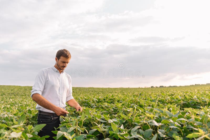 Agronomist Inspecting Soya Bean Crops Growing In The Farm Field ...