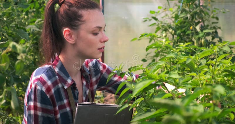 Agronomistische Frau führt Inspektion von Paprika und setzt Indikatoren in Tablette.