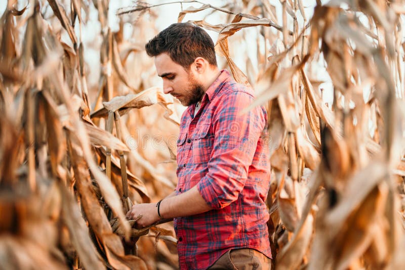 Agronomist checking corn if ready for harvest. Portrait of young male farmer. Agronomist checking corn if ready for harvest. Portrait of young male farmer