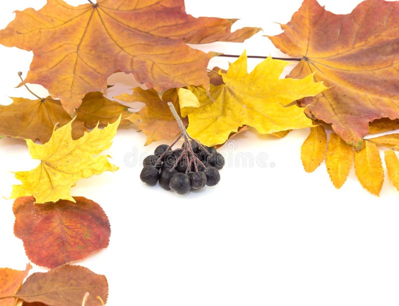 Agrupe las bayas negras en las hojas de otoño en un fondo blanco imagenes de archivo