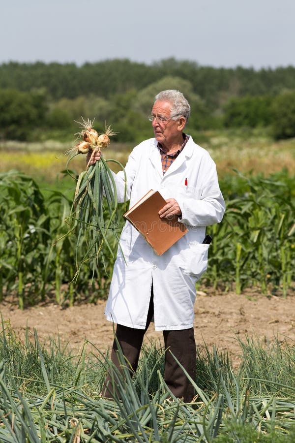 Agrónomo del viejo hombre en campo de la cebolla fotografía de archivo Agrónomo del viejo hombre en campo de la cebolla fotografía de archivo