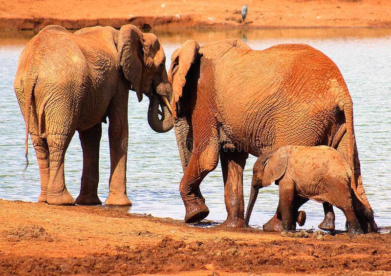 Agua potable de la familia del elefante junto fotografía de archivo libre de regalías Agua potable de la familia del elefante junto fotografía de archivo libre de regalías