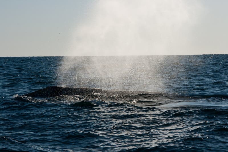 Agua que sopla de la ballena en agua abierta imagenes de archivo Agua que sopla de la ballena en agua abierta imagenes de archivo