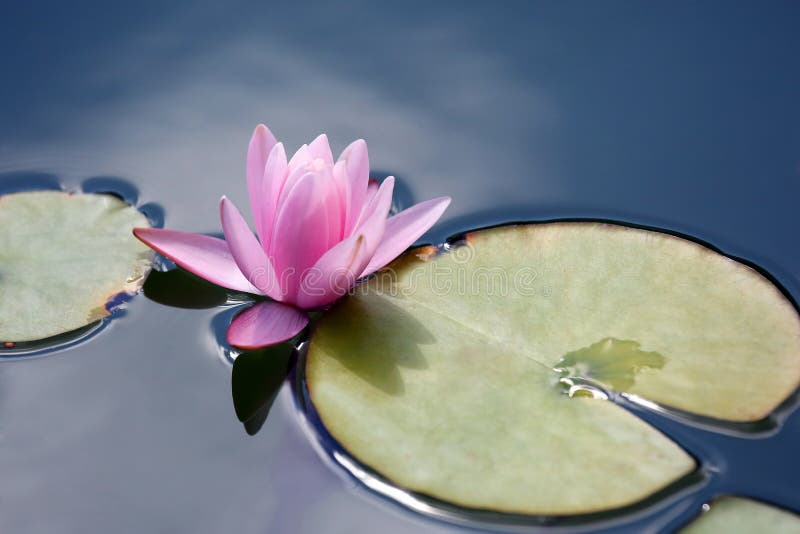 The bright red flower lily lotus water. The bright red flower lily lotus water