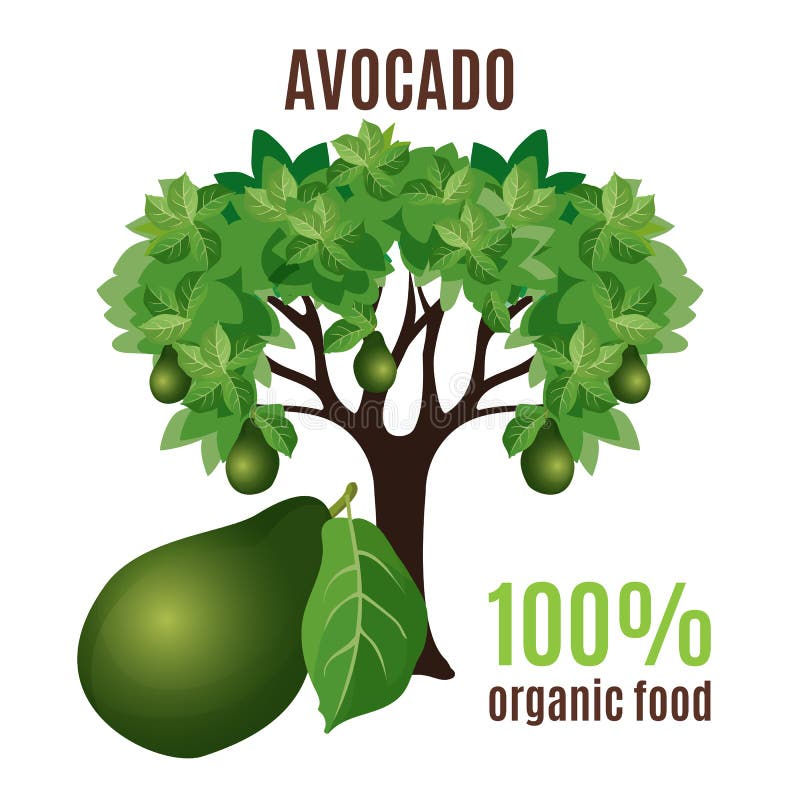 Aguacate aislado con la fruta abajo, el 100 por ciento de alimento biológico libre illustration Aguacate aislado con la fruta abajo, el 100 por ciento de alimento biológico libre illustration