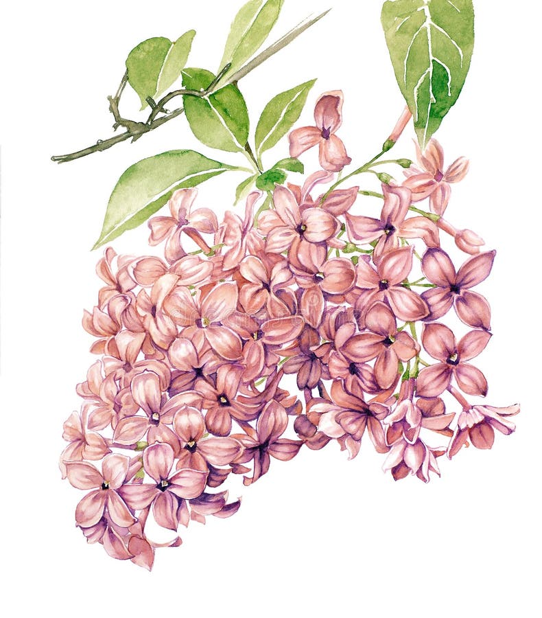 Lilac ilustração stock Lilac ilustração stock