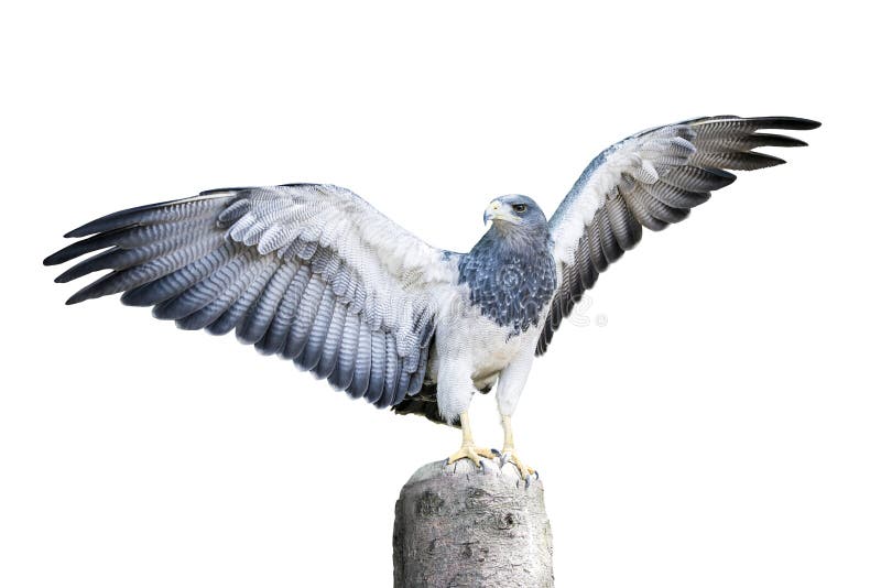 Aguja Hawk Family Isolated fotografia de stock Aguja Hawk Family Isolated fotografia de stock