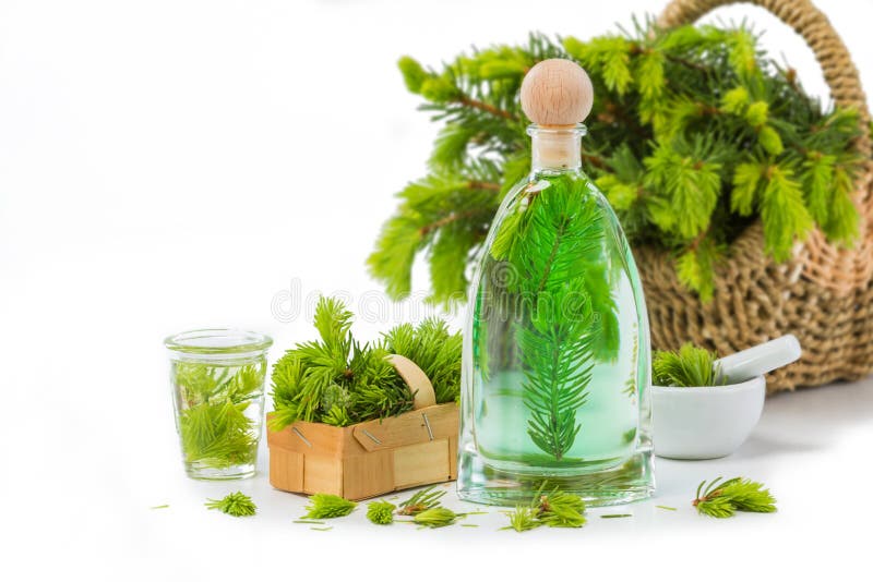 Aguja Spruce mala, plantas medicinales imagen de archivo libre de regalías Aguja Spruce mala, plantas medicinales imagen de archivo libre de regalías
