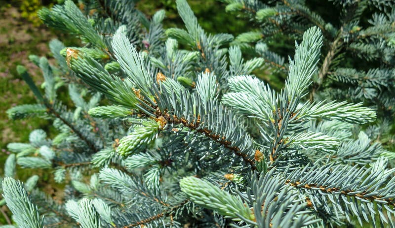 Agulhas azuis novas com pungens azuis Hoopsii do Picea Close-up na luz solar natural com bokeh bonito Foco seletivo foto de stock Agulhas azuis novas com pungens azuis Hoopsii do Picea Close-up na luz solar natural com bokeh bonito Foco seletivo foto de stock