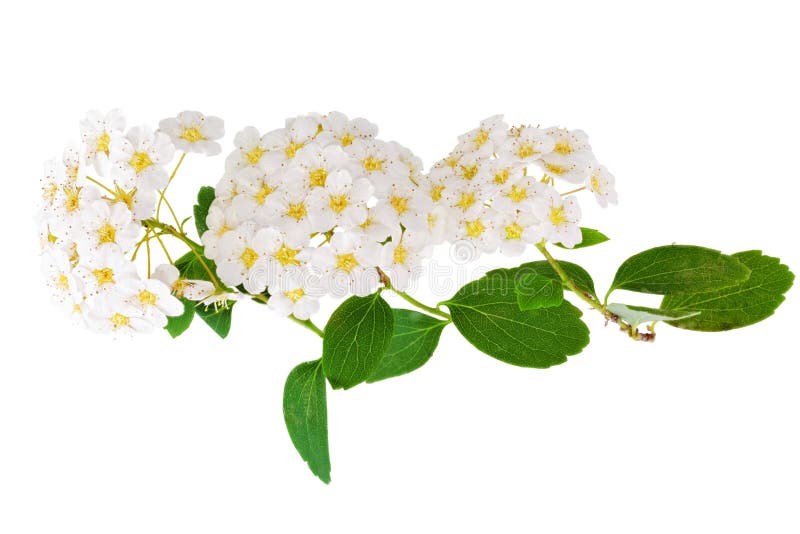 Aguta blanco hermoso de Spirea del arbusto floreciente (guirnalda de las novias).