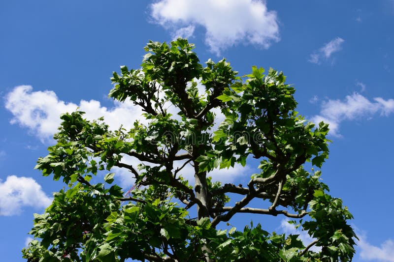 Ahornbaum mit blauem Himmel und weißen Wolken Hintergrund lizenzfreies stockbild
