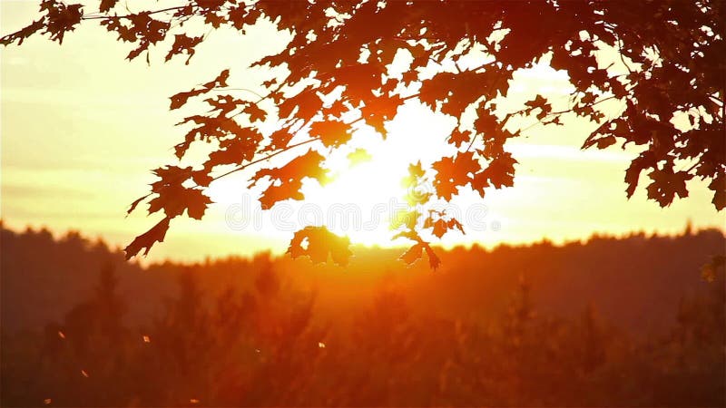 Ahornblätter bei Sonnenuntergang