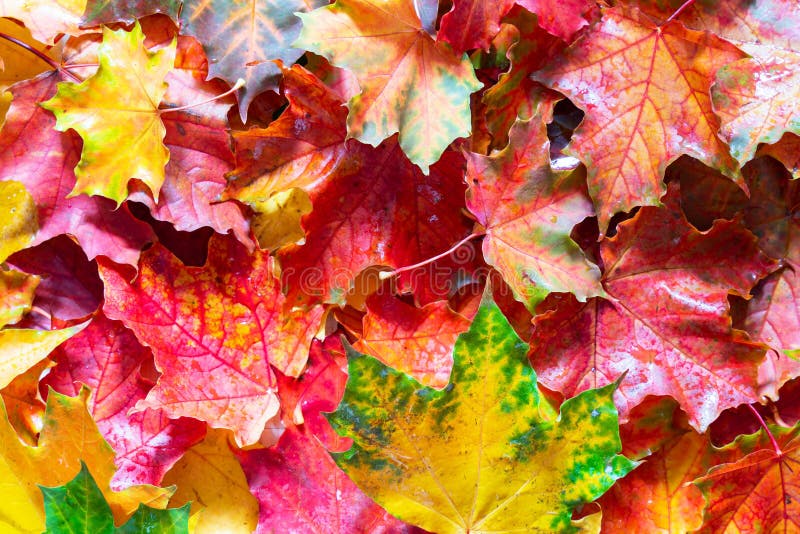 Ahornblätter in der Nähe schöne farbige Herbstuntergründe stockfoto Ahornblätter in der Nähe schöne farbige Herbstuntergründe stockfoto