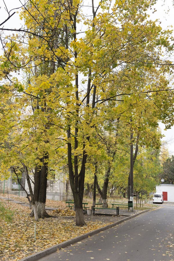 Maple trees in the yard of an apartment building. Green benches between maple trees. Maple trees in the yard of an apartment building. Green benches between maple trees