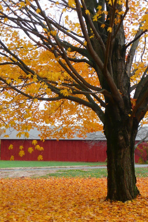 Herbst: Ahornbaum mit gelben Blättern lizenzfreie stockbilder