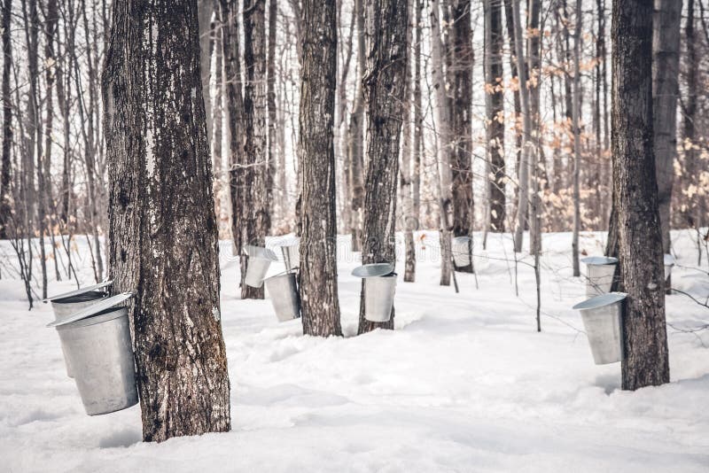 Maple syrup production in Quebec. Pails used to collect sap from maple trees in spring. Maple syrup production in Quebec. Pails used to collect sap from maple trees in spring