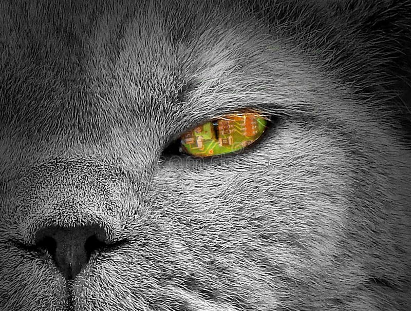 Ai artificial intelligence animals cat eye surveillance camera spy spying drone machine royalty free stock images Ai artificial intelligence animals cat eye surveillance camera spy spying drone machine royalty free stock images