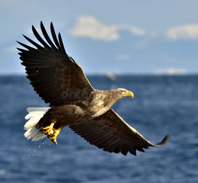 Aigle blanc-coupé la queue par adulte en vol Nom scientifique : Albicilla de Haliaeetus, également connu sous le nom de NRE, erne images libres de droits Aigle blanc-coupé la queue par adulte en vol Nom scientifique : Albicilla de Haliaeetus, également connu sous le nom de NRE, erne images libres de droits