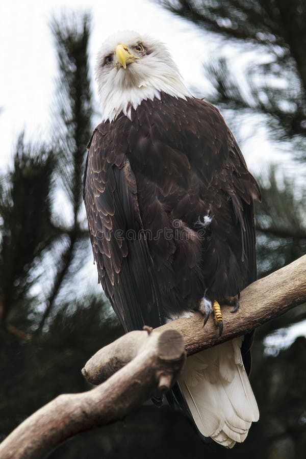 Aigle chauve photographie stock Aigle chauve photographie stock