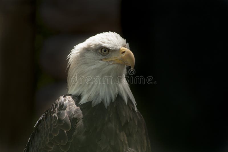 Aigle chauve photo libre de droits Aigle chauve photo libre de droits