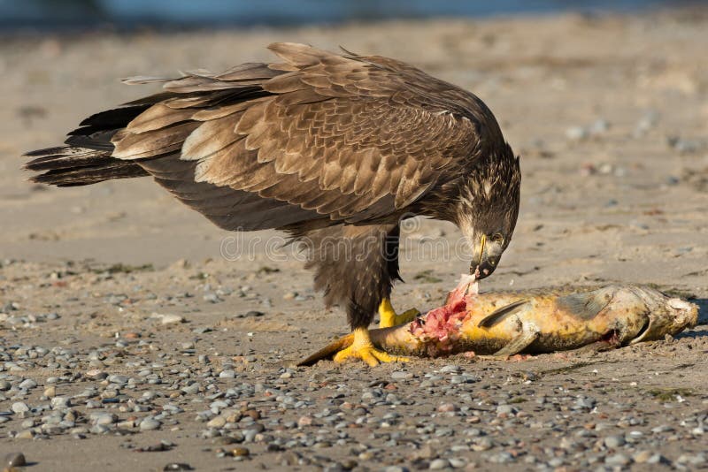 Aigle chauve photographie stock libre de droits Aigle chauve photographie stock libre de droits