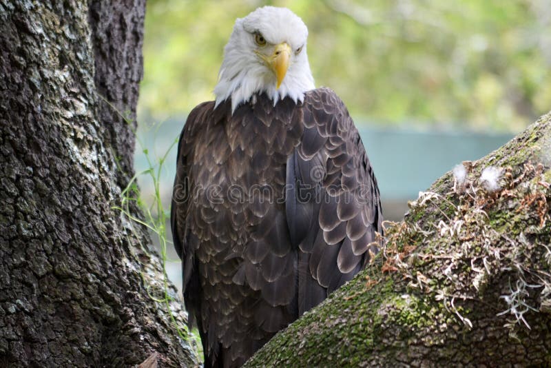 The bald eagle (Haliaeetus leucocephalus, from Greek hali sea, aiÄ“tos eagle, leuco white, cephalos head) is a bird of prey found in North America. A sea eagle, it has two known subspecies and forms a species pair with the white-tailed eagle (Haliaeetus albicilla). Its range includes most of Canada and Alaska, all of the contiguous United States, and northern Mexico. It is found near large bodies of open water with an abundant food supply and old-growth trees for nesting. The bald eagle is an opportunistic feeder which subsists mainly on fish, which it swoops down and snatches from the water with its talons. It builds the largest nest of any North American bird and the largest tree nests ever recorded for any animal species, up to 4 m (13 ft) deep, 2.5 m (8.2 ft) wide, and 1 metric ton (1.1 short tons) in weight.[2] Sexual maturity is attained at the age of four to five years. Bald eagles are not actually bald; the name derives from an older meaning of white headed. The adult is mainly brown with a white head and tail. The sexes are identical in plumage, but females are about 25 percent larger than males. The beak is large and hooked. The plumage of the immature is brown. The bald eagle is both the national bird and national animal of the United States of America. The bald eagle appears on its seal. In the late 20th century it was on the brink of extirpation in the contiguous United States. Populations have since recovered and the species was removed from the U.S. The bald eagle (Haliaeetus leucocephalus, from Greek hali sea, aiÄ“tos eagle, leuco white, cephalos head) is a bird of prey found in North America. A sea eagle, it has two known subspecies and forms a species pair with the white-tailed eagle (Haliaeetus albicilla). Its range includes most of Canada and Alaska, all of the contiguous United States, and northern Mexico. It is found near large bodies of open water with an abundant food supply and old-growth trees for nesting. The bald eagle is an opportunistic feeder which subsists mainly on fish, which it swoops down and snatches from the water with its talons. It builds the largest nest of any North American bird and the largest tree nests ever recorded for any animal species, up to 4 m (13 ft) deep, 2.5 m (8.2 ft) wide, and 1 metric ton (1.1 short tons) in weight.[2] Sexual maturity is attained at the age of four to five years. Bald eagles are not actually bald; the name derives from an older meaning of white headed. The adult is mainly brown with a white head and tail. The sexes are identical in plumage, but females are about 25 percent larger than males. The beak is large and hooked. The plumage of the immature is brown. The bald eagle is both the national bird and national animal of the United States of America. The bald eagle appears on its seal. In the late 20th century it was on the brink of extirpation in the contiguous United States. Populations have since recovered and the species was removed from the U.S.