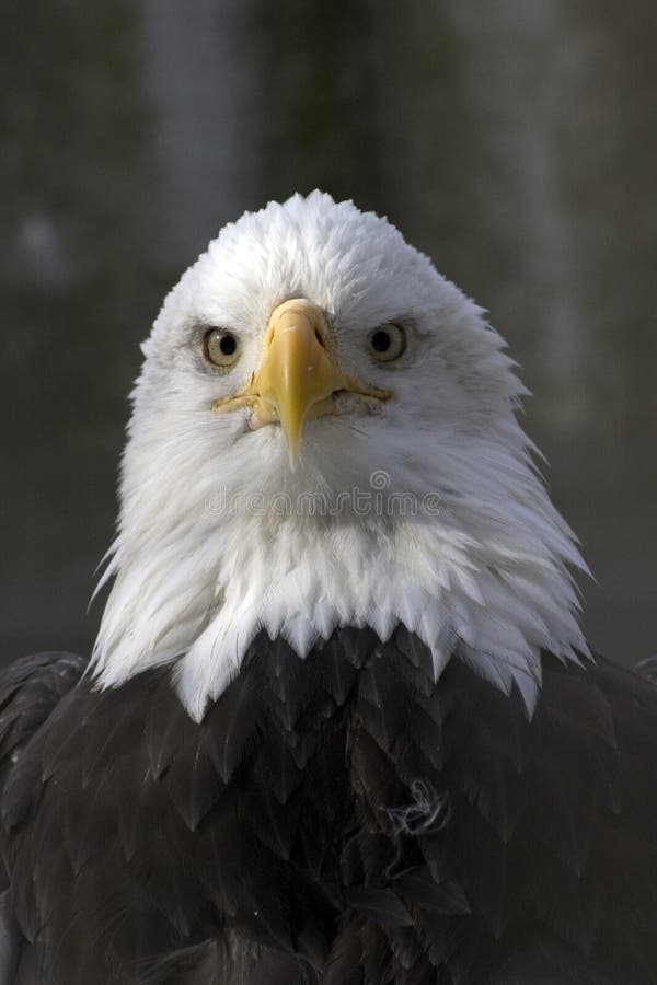 Aigle chauve Aigle chauve