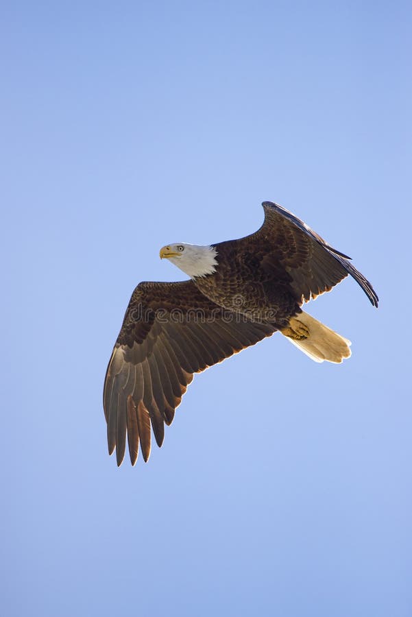 Aigle chauve photo stock Aigle chauve photo stock