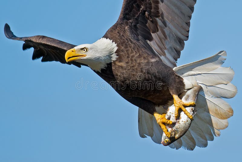 Aigle chauve américain photo libre de droits Aigle chauve américain photo libre de droits