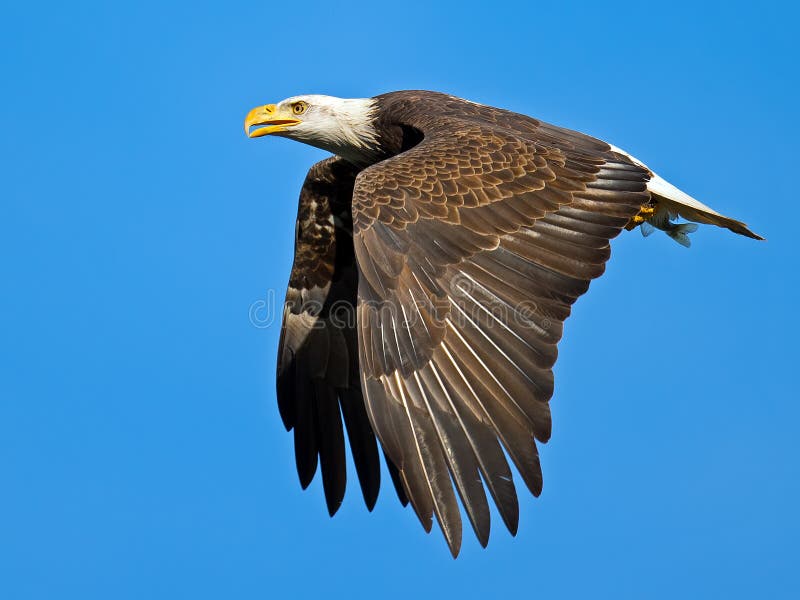Aigle chauve américain images libres de droits Aigle chauve américain images libres de droits