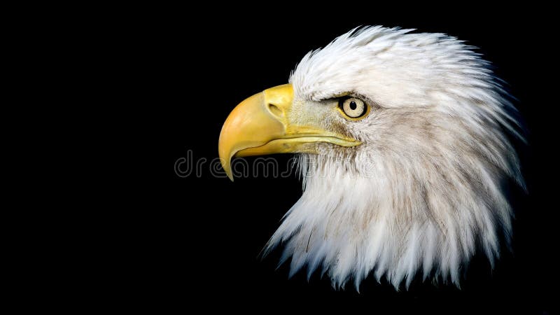 Aigle chauve d'isolement photographie stock libre de droits Aigle chauve d'isolement photographie stock libre de droits