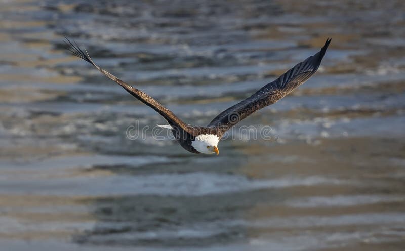 Aigle chauve en vol. Hivernage d'Eagles chauve en parc d'état affamé de roche en Illinois