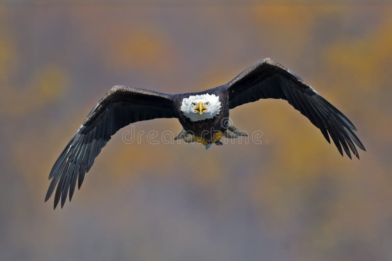 Aigle chauve en vol avec des poissons photos libres de droits Aigle chauve en vol avec des poissons photos libres de droits