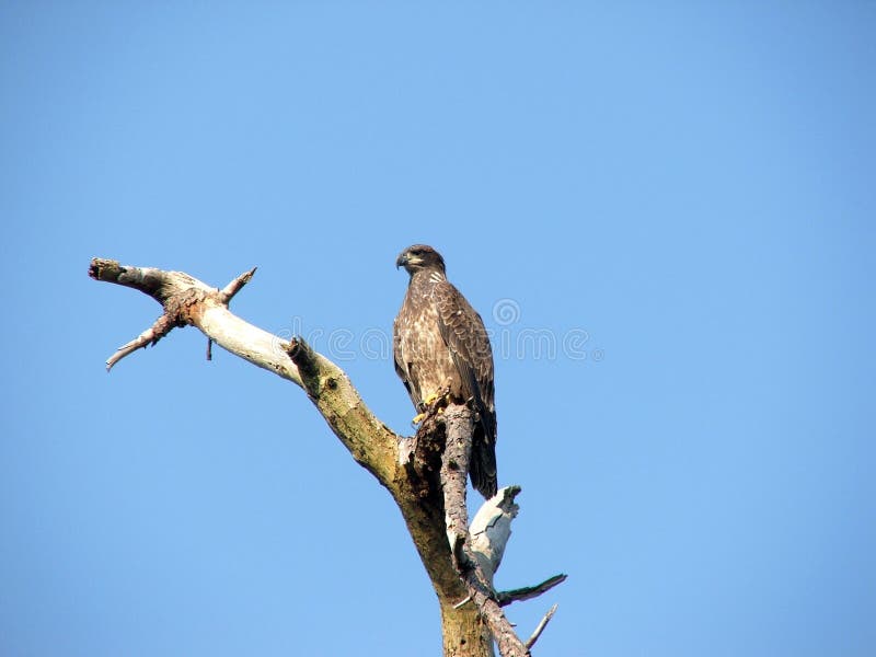 This juvenile Bald Eagle perches atop a dead tree while he surveys the land below. This juvenile Bald Eagle perches atop a dead tree while he surveys the land below.