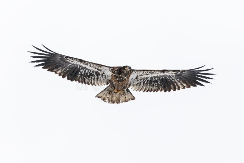 Juvenile bald eagle at Vancouver BC Canada. Juvenile bald eagle at Vancouver BC Canada