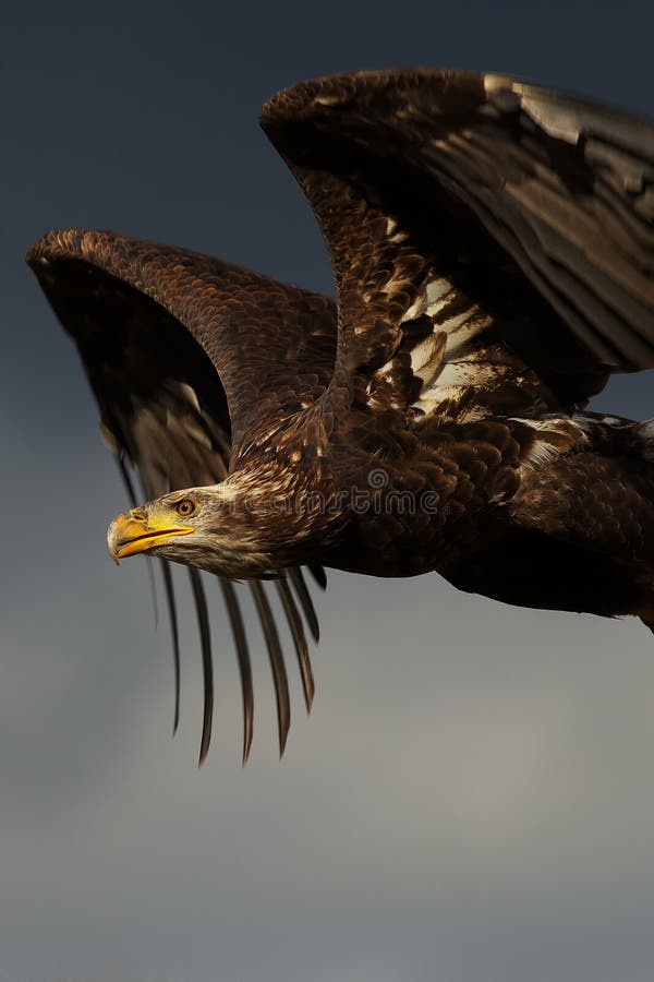 Juvenile American Bald eagle in flight against a dark blue sky. Juvenile American Bald eagle in flight against a dark blue sky